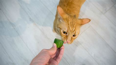 Cats Reacting To Cucumbers - 13 Browse design ideas and decorating tips