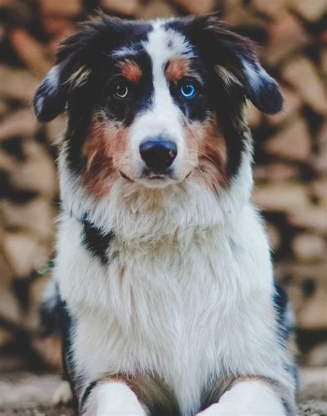 Siberian Husky And Australian Shepherd Mix : Australian Shepherd ...