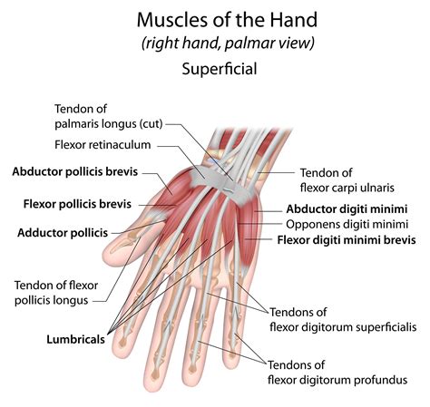 Image result for tendons of wrist and hand | Muscular system, Human ...