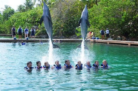 Cancun Swim with Dolphins| Riviera Maya Dolphin Swim | Mexico | Dolphins, Swimming, Mexico