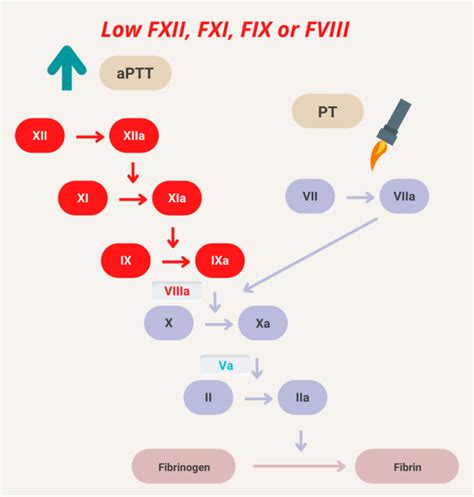 What are causes of an isolated elevation of activated partial thromboplastin time (aPTT) (normal ...