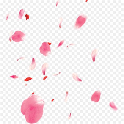 Cherry Blossom Petal Vector at GetDrawings | Free download