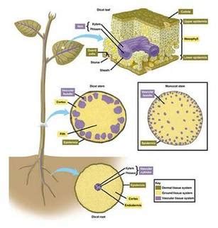 Plant tissues - BIOLOGY4ISC