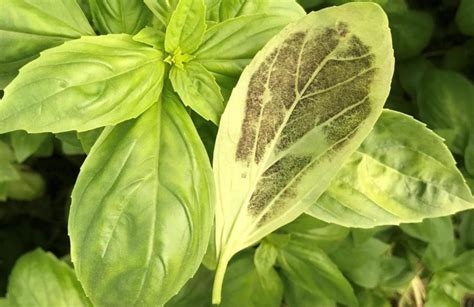 Israeli scientists save pesto with fungus-resistant basil - Israël Science Info