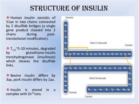 Insulin and its mechanism of action