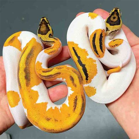 Ball Python History, Care And Breeding - Reptiles Magazine