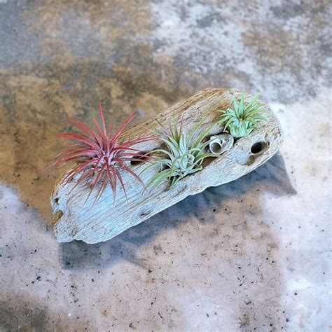 Driftwood With Live Air Plants Driftwood Art/decor Air Plant Holder - Etsy