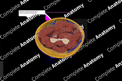 Median Antebrachial Vein | Complete Anatomy