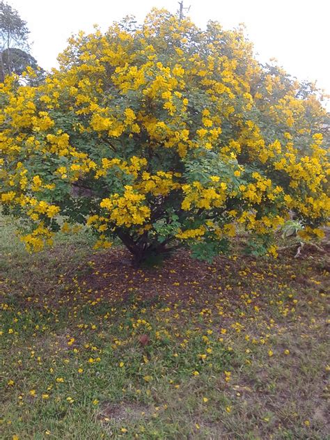 Sanagaia: Cassia/Senna bicapsularis - Cassia Tree