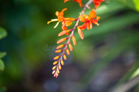 Flower of a Montbretia, Crocosmia Aurea Stock Image - Image of flora, floral: 255393497