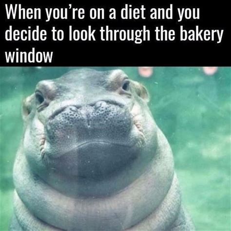 Hilarious Memes and Photos to Get You Through Monday | Baby hippo, Fiona the hippo, Cute hippo