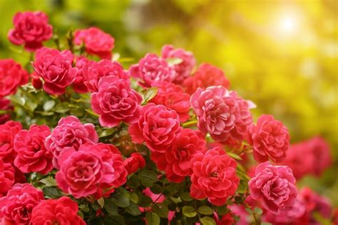 Premium Photo | Pink rose bushes blooming garden summer