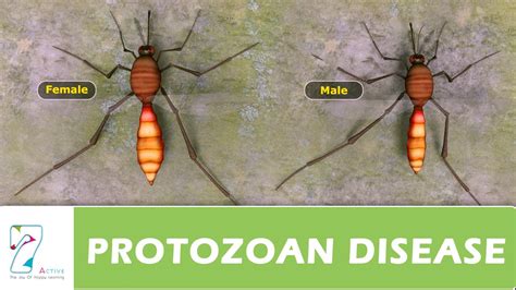 PROTOZOAN DISEASE PART 01 - YouTube