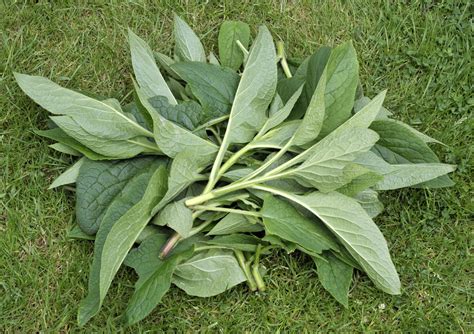 7 Reasons Every Gardener Should Grow Comfrey