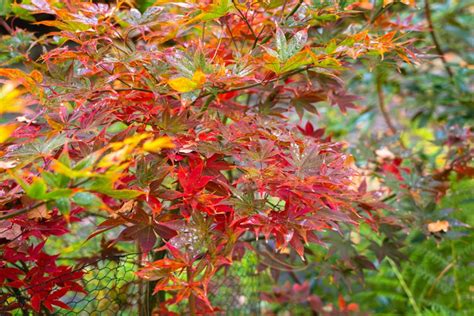 How to Grow and Care for Osakazuki Japanese Maple