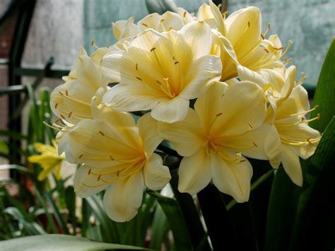 Clivia Miniata 'Cream Form' - Gardenwize Nursery