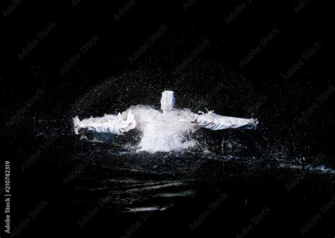 Pelican with flapping wings and blue drops of water swimming in deep ...