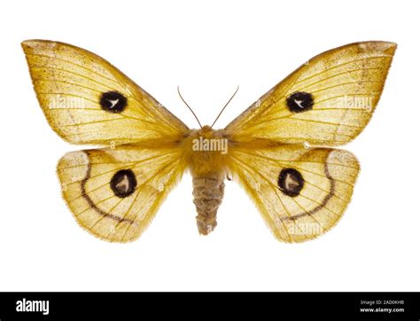 Female Tau emperor moth (Aglia tau). This European moth can reach a wingspan of 84 millimetres ...