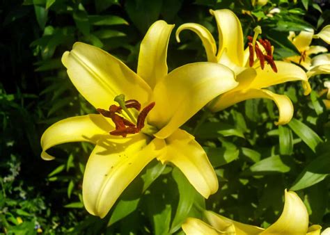 Yellow lilies 🌼 🌟 The bright stars of the summer garden