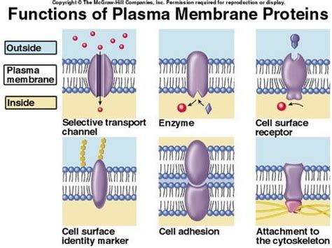 Plasma membrane proteins can act as receptors, second-messager systems, enzymes, channels ...