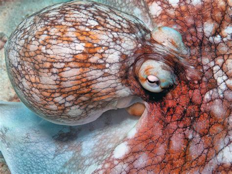 Dubious Views on Octopus Evolution | The Institute for Creation Research