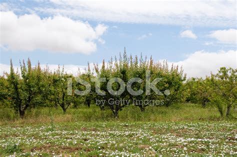 Apple Tree Orchard Stock Photo | Royalty-Free | FreeImages