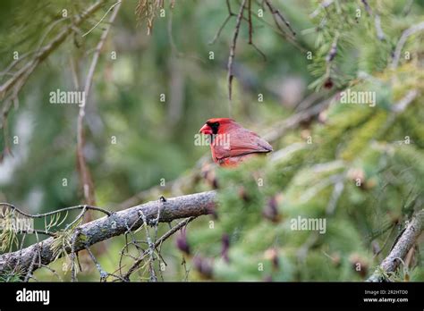 The female northern cardinal brings material for nest building Stock Photo - Alamy