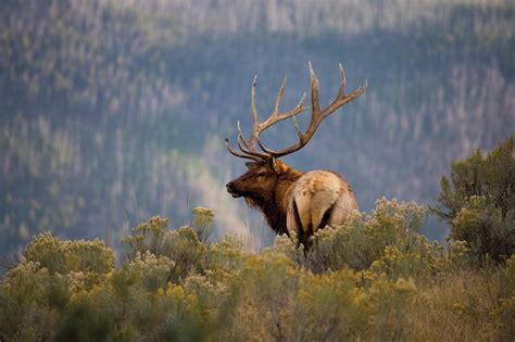 Rocky Mountain National Park Scenic Loop | Trail Ridge Road