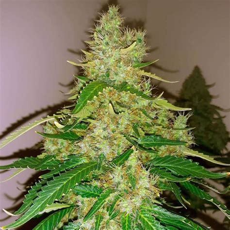 Northern Lights #5 Seeds | Feminized Northern Lights Cannabis Seeds