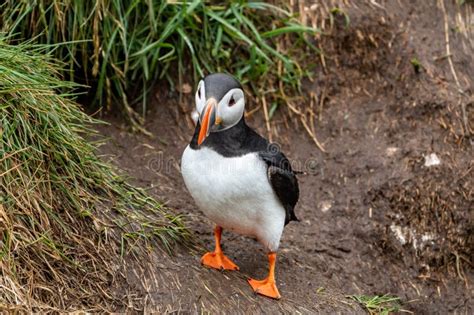 Atlantic Puffin Standing on the Cliffs in Iceland, Near His Burrow ...