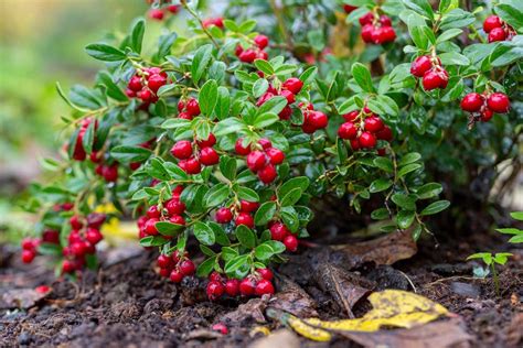 Big Red Berry Tree