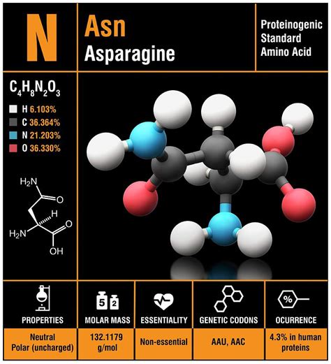 Asparagine Amino Acid Molecule Photograph by Carlos Clarivan/science ...