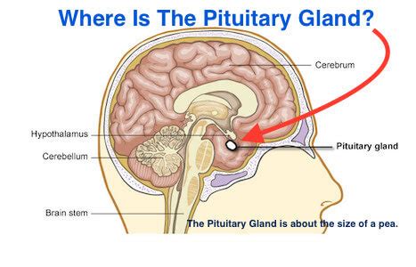 Where in the human body is the pituitary gland located? | Socratic