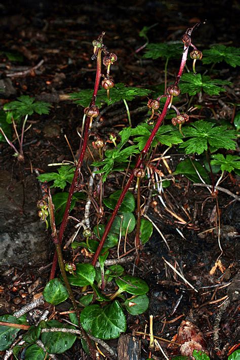 Vascular Plants of the Gila Wilderness-- Pyrola chlorantha