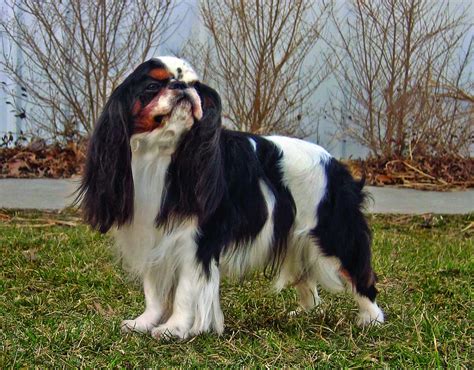 English Toy Spaniel Dog & Puppy Breed and Adoption Info | Petfinder