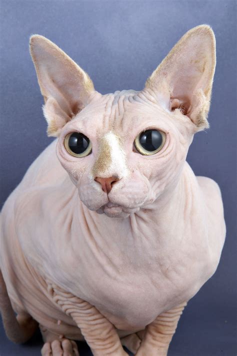 Sphynx Cat Photos