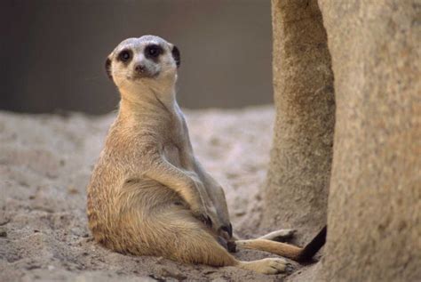 Meerkat sitting at entrance of burrow arid southern Africa Poster Print by Gerry Ellis (24 x 36 ...