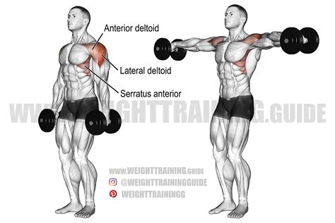 Dumbbell lateral raise exercise guide and video | Weight Training Guide