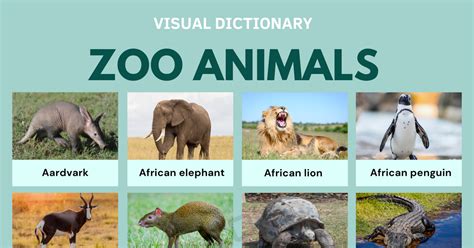 284 Amazing Zoo Animals You Should Know • 7ESL