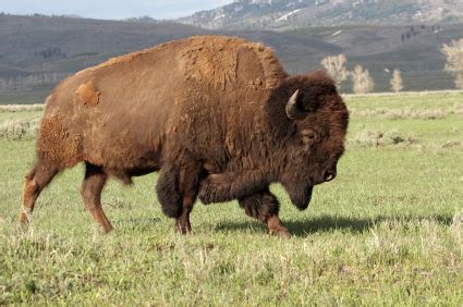 American Bison Facts | Buffalo