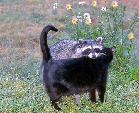 Raccoon And Cat