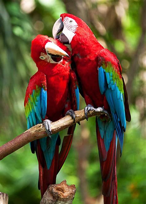 Do scarlet macaws mate for life? #birds #birding #beautifulnature #scarletmacaws #mateforlife # ...