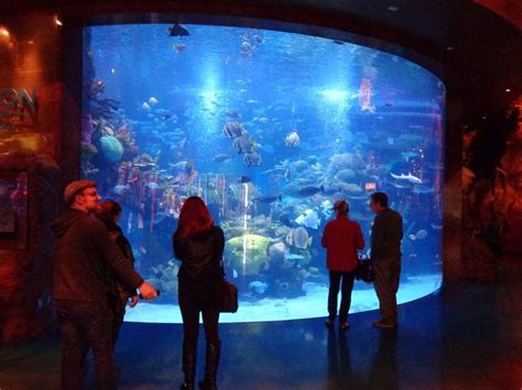 Silverton Aquarium (Las Vegas) - 2018 All You Need to Know BEFORE You ...