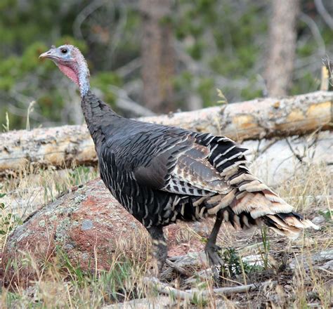 Wildlife Watching Wednesday: The Extremely Wary Wild Turkey — Global ...