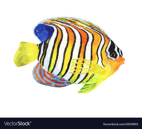 Watercolor tropic striped fish Royalty Free Vector Image