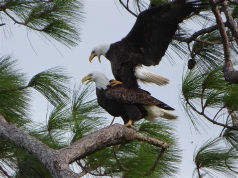 Bald Eagles Mating | Smithsonian Photo Contest | Smithsonian Magazine