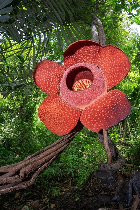 Premium Photo | Rafflesia Flower in close up