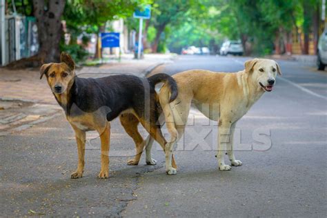 Indian street or stray dogs mating in a tie in the road in an urban ...