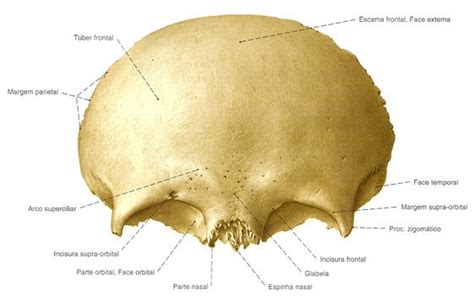 El hueso frontal es un hueso del cráneo humano. Es de tipo plano, impar, central, simétrico con ...