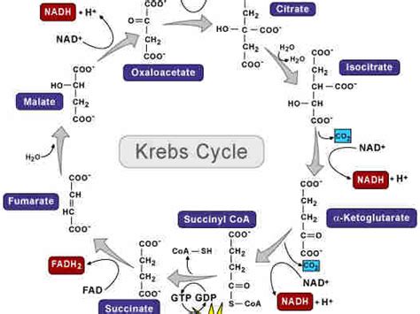 Lord, Save Me From The Krebs Cycle : Krulwich Wonders... : NPR